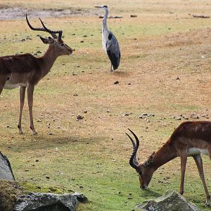Impalas and heron