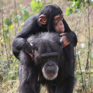 Chimpanzee with young