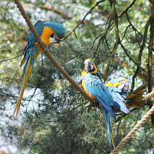 Blue and gold macaws