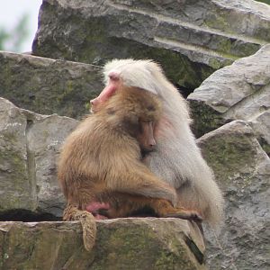 Hamadryas baboons