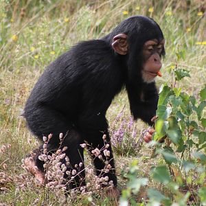 Young Chimpanzee
