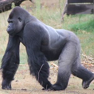 Western lowland gorilla