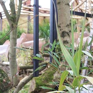 sneak  at new sun bear exhibit covered viewing?