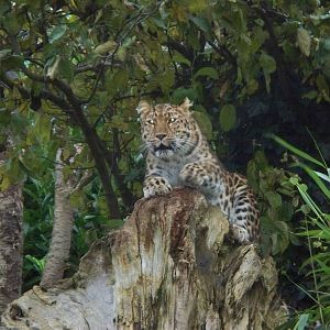 Amur leopardess on her tree stump