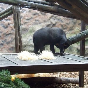 Sun bears in old orang housing
