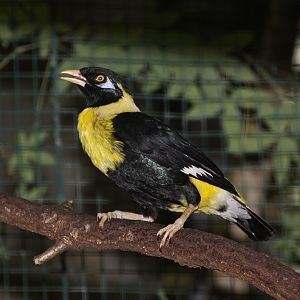 Golden Myna (Mino anais anais) July 2010