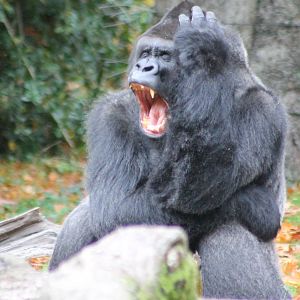 Western lowland gorilla