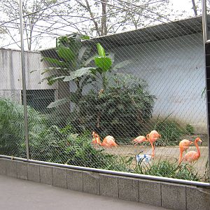 flamingoes