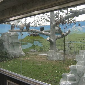 vulture aviary