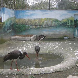 black storks (Ciconia nigra)