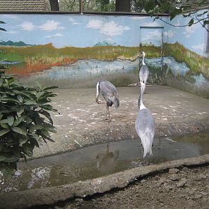 white-naped cranes (Grus vipio)