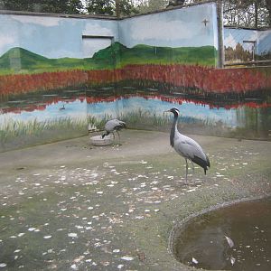 demoiselle cranes (Anthropoides virgo)