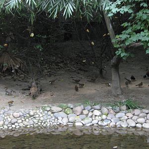 birds in the walk-through aviary