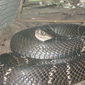 Zhoushan cobra (Naja atra)