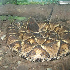 Chinese sharp-nosed viper (Deinagkistrodon acutus)