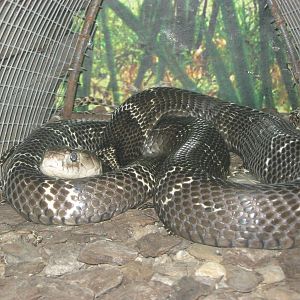 spectacled cobra (Naja naja)