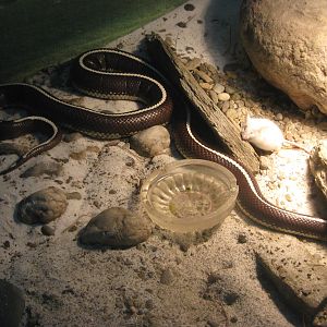 kingsnake (Lampropeltis getula)