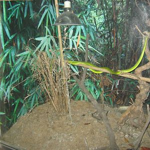 greater green snake (Cyclophiops major)