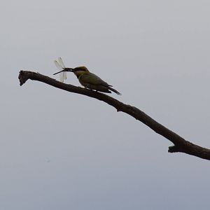 Rainbow Bee-eater