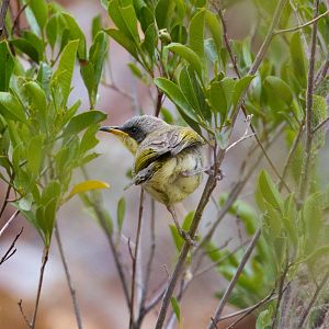 Grey-headed Honeyeater juvenile