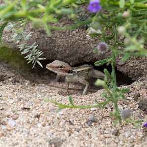 Long-nosed Dragon juvenile