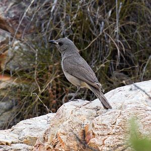 Grey Shrike Thrush
