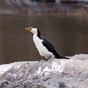 Little Pied Cormorant