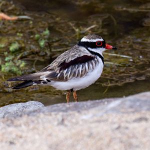 Black-fronted Dotterel