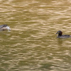 Australiasian Grebes
