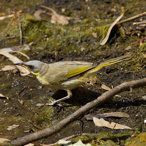 Grey-headed Honeyeater