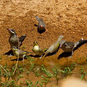 Three species of honeyeater and one species of finch