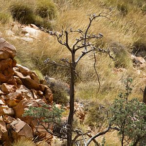 Count the Diamond Doves