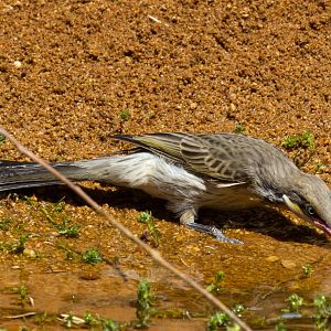 Spiny-cheeked Honeyeater drinking