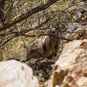 Black-footed Rock Wallaby