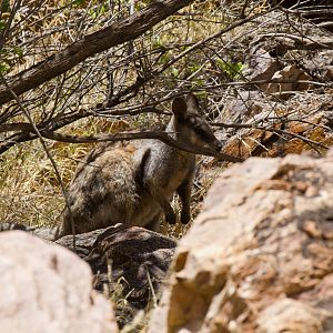 Black-footed Rock Wallaby