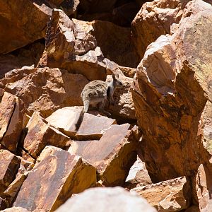 Black-footed Rock Wallaby