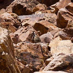 Black-footed Rock Wallaby