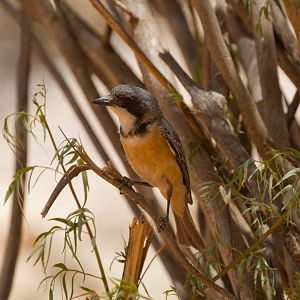 Rufous Whistler