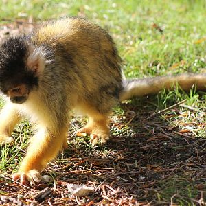 Squirrel monkey