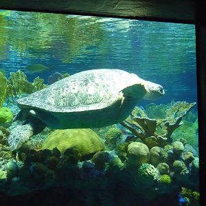 myrtle the turtle new england aquarium