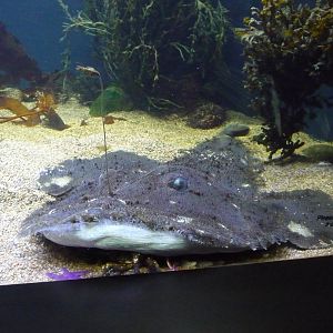 goosefish new england aquarium