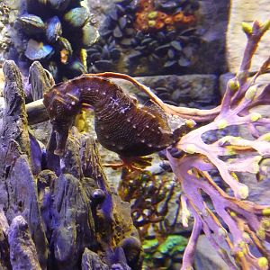 sea horse new england aquarium