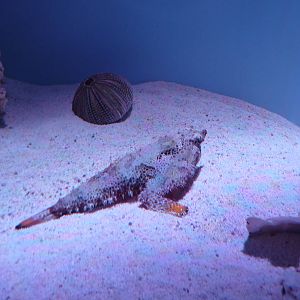 batfish new england aquarium