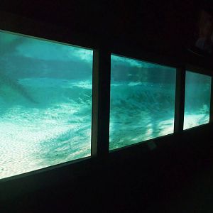 Underwater Crocodile Viewing at St. Augustine, 11/10/13