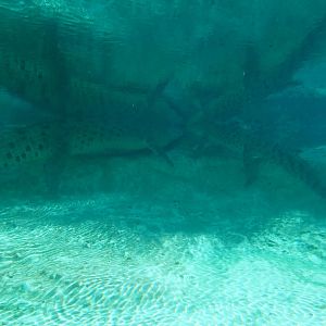 Underwater Saltwater Crocodiles at St. Augustine, 11/10/13
