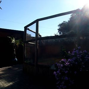 Komodo Dragon Exhibit at St. Augustine, 11/10/13