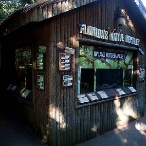 Native Reptile Display at St. Augustine, 11/10/13