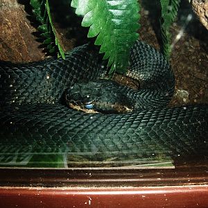 Florida Cottonmouth at St. Augustine, 11/10/13