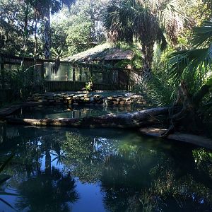 Gharial Exhibit at St. Augustine, 11/10/13