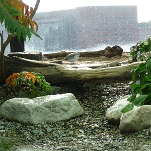 piping plover new england aquarium